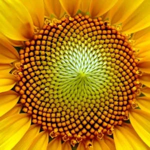 Algebra: Elementary to Advanced preview and deal image