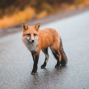Animals and Society preview and deal image
