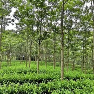 Agroforestry I: Principles and Practices preview image